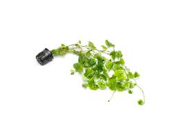 Image result for Hydrocotyle