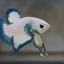 Love The Blue Fins On This Guy A Striking White And Blue Hmpk He Looks Stunning Betta Bettafish Hmpk Plakat Bettaboxx Betta Aquarium Pet Fish Betta