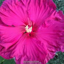Hibiscus sabdariffa has been there for thousands of years and originally thought to have been brought to the northern shores by indonesian. Hibiscus Plant Care And Collection Of Varieties Garden Org Hibiscus Plant Dried Hibiscus Flowers Hibiscus Tree