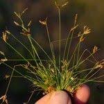 Image result for Abildgaardia