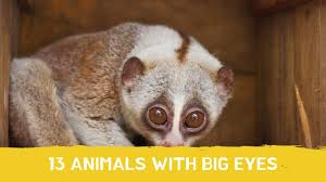 It is said that that eye of the colossal squid is larger than a dinner plate and its lens is as wide as an orange. 13 Animals With Big Eyes Youtube
