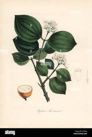 Image result for Strychnos