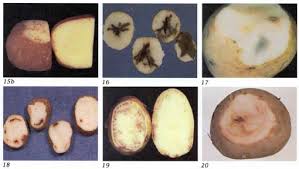 Detection Of Potato Tuber Diseases Defects Fact Sheet