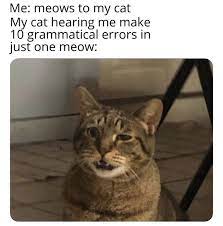 Thirty Three Extra Juicy Caturday Memes Funny Animal Jokes Funny Cat Memes Funny Animal Memes