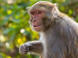 Monkey b virüsü sebebiyle çin'de ilk ölüm gerçekleşti. China S First Human Infection Case With Monkey B Virus Dies