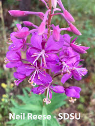 Image result for Ocimum angustifolium