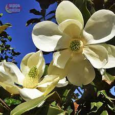 Beautiful Magnolia Blooms On A Magnolia Tree That Performs Well In Arizona Las Vegas And Southern Californi Flowering Trees Fast Growing Shade Trees Magnolia