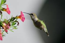 There are some exceptions to this. Hummingbirds Are Tiny Lovable And Easy To Attract In Wisconsin