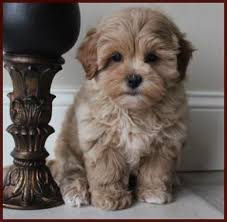 Our puppies are for sale, not adoption. Shichon Poo Aka Daisy Dog Puppies For Sale Mixed Breed For Sale Iowa Mixed Breed Puppies Shipoo Puppies Shih Poo Puppies