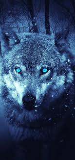 Choose resolution & download this wallpaper . 240 Wolf Wallpaper Ideas Wolf Wolf Wallpaper Wolf Spirit