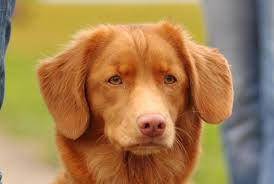 It is the smallest of the retrievers, and is often mistaken for a small golden retriever. Nova Scotia Duck Tolling Retriever Kurzbeschreibung Deutscher Retriever Club E V