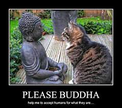 Buddha Cats Cats And Kittens Crazy Cats