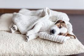 Kirkland signature pet beds costco. A Review Of The 10 Best Costco Dog Beds Certapet Best