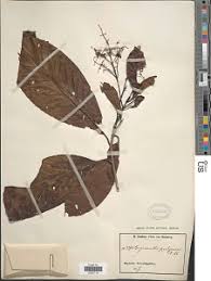 Image result for Corynanthe