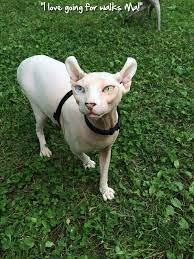 Admins Soup Of The Day 92115 Httpsphynxlaircomcommunitythreadsadmins-soup-of-the-day-9-21-1533298 Sphynx Sphyn Hairless Cat Cute Cats Sphynx Cat