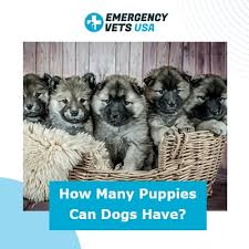 To start, bigger dogs will have bigger litters. How Many Puppies Can Dogs Have Dog Litter Sizes By Breed Here