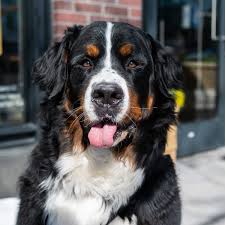 These dogs have roots in the roman mastiffs. The Dogist On Twitter Walter Bernese Mountain Dog 3 Y O 4th Water St Washington Dc He S Great At Catching Cookies He Can Snipe Them Out Of The Air We