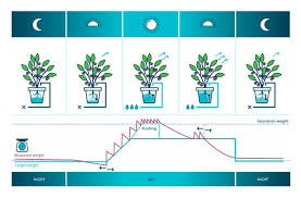 Learn about transpiration with free interactive flashcards. Hortidaily Global Greenhouse News