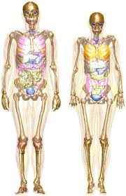 Male reproductive anatomy what's the male reproductive system? Images Of The Male Left And Female Right Computational Phantoms Download Scientific Diagram