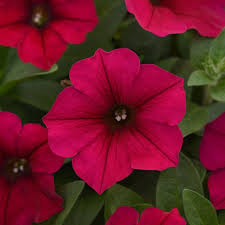 Petunias A Guide To Growing Gorgeous Petunia Flowers