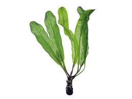 Image result for Aponogeton stuhlmannii