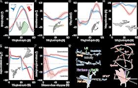 Reddit gives you the best of the internet in one place. Biomechanics Of Hover Performance In Neotropical Hummingbirds Versus Bats Science Advances