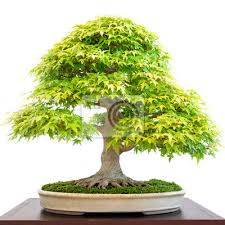 Alter Ahornbaum Acer Palmatum Als Bonsai Baum Fototapete Fototapeten Breitblattrigen Baum Freigeben Einloggen Myloview De