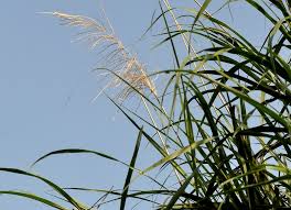 Image result for Sericanthe suffruticosa