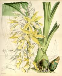 Image result for Phaius