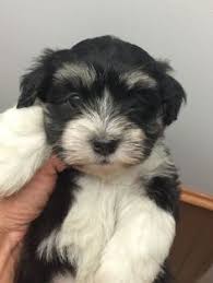 Our expert staff of highly trained professionals aid you in finding the perfect new puppy in new york city. 19 Best Havanese Breeders Ideas Havanese Breeders Havanese Breeders