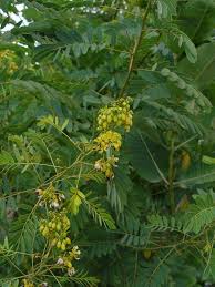 Image result for Teramnus micans