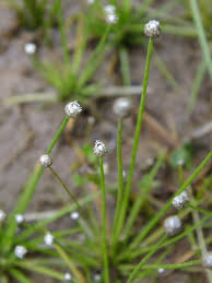 Image result for Eriocaulon africanum