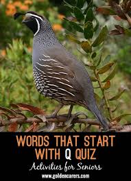 Birds That Start With The Letter Q Words Starting With Q Quiz Oscuridad