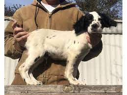 The unregulated breeders who are selling outside of the. 15 Weeks Old English Setter Puppies To Be Rehomed In Winston Salem North Carolina Puppies For Sale Near Me