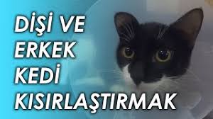 Disi Ve Erkek Kedi Kisirlastirmak Deneyimlerim 5 Youtube