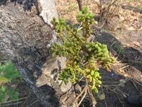 Image result for Lannea edulis