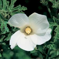 Check spelling or type a new query. Native White Hibiscus 9336922000516p Flower Power