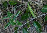 Image result for Tacazzea apiculata