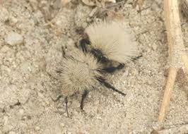 Image result for Clutia stuhlmannii