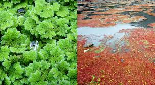 Image result for Azolla