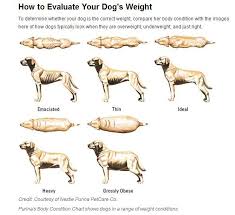 Do Bad People Raise Thin Dogs Dog Weight Overweight Dog