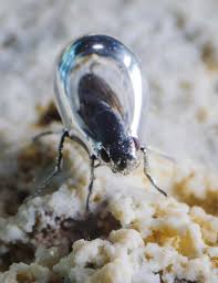 Image result for Monotes magnificus