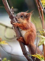 Baby Red Squirrel On A Tree Branch Animals Cute Animals Cute Squirrel
