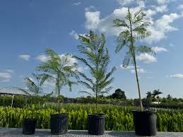 Image result for Jacaranda mimosifolia