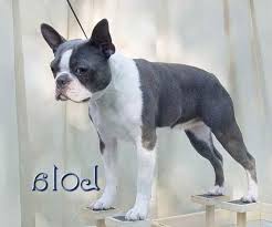 Petland leon valley 7030 bandera rd. Blue Boston Terrier Puppies For Sale In Texas Petsidi Boston Terrier Puppy Dog For Sale In San Antonio Texas Bost Boston Terrier Boston Terrier Puppy Terrier