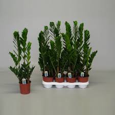 Bu tür 30 ila 90 santimetre yüksekliğe ulaşabilir ve yüksek nemli alanlarda çiçek açar. Zamia Bitkisi Zamioculcas Zamiifolia 75 Cm Sus Bitkileri
