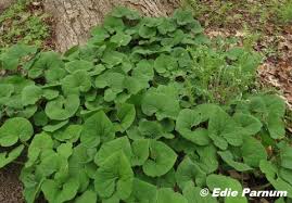 Maybe you would like to learn more about one of these? Native Groundcovers Backyardsfornature Org