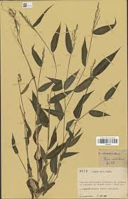 Image result for Panicum gracilicaule