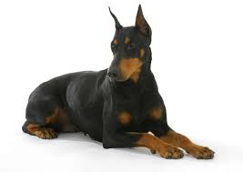 Why buy a doberman pinscher puppy for sale if you can adopt and save a life? Doberman Puppies For Adoption Online Shopping Mall Find The Best Prices And Places To Buy
