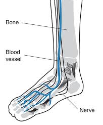 The arteries deliver freshly oxygenated blood to muscles and bone. Foot With Labels For The Blood Vessels Bones And Nerves Media Asset Niddk
